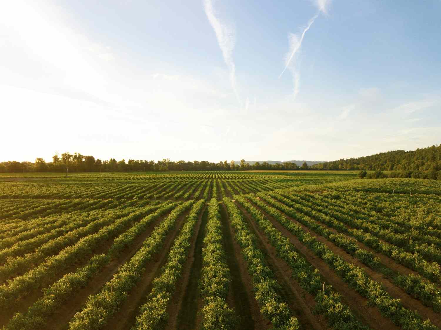 Agriculture & Land Use