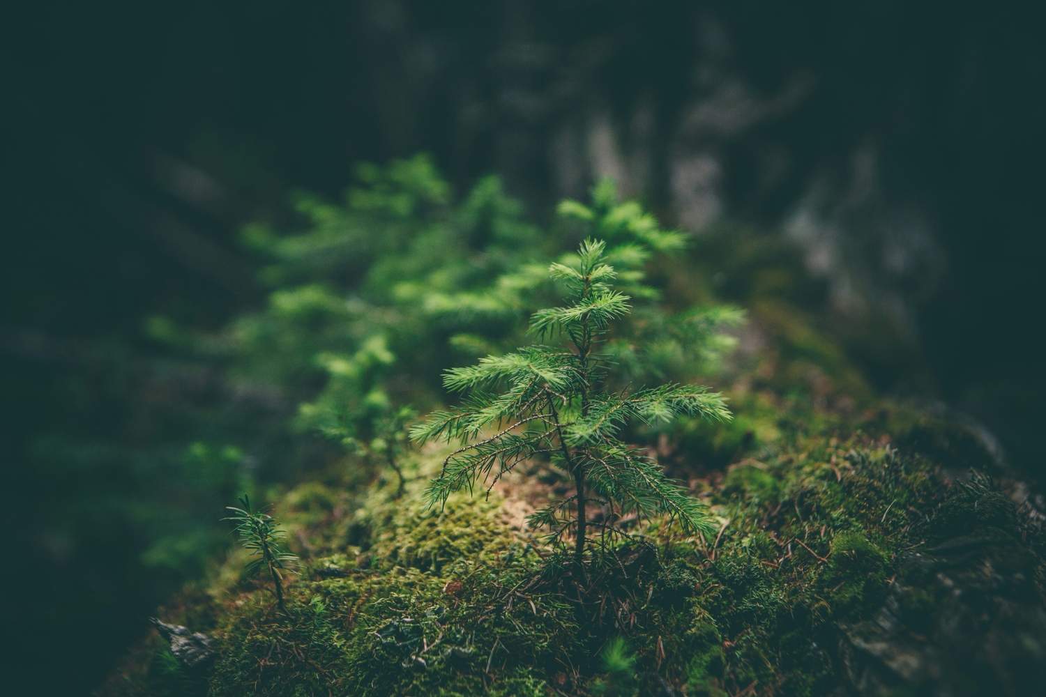 Environment and Natural Resources